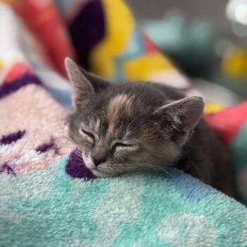 Mabel Veo -  Domestic Short Hair Cat for Adoption in Eagle Mountain, Utah - Mabel Veo | PetCurious
