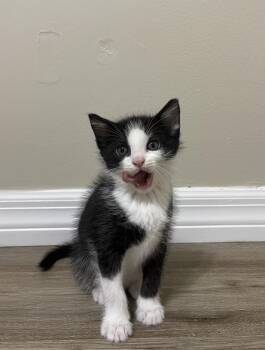 Domestic Long Hair Cats Available for Adoption in Tampa, Florida - Gouda | PetCurious