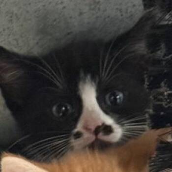 Azzy -  Domestic Short Hair Cat Available for Adoption in Port Aransas, Texas - Azzy | PetCurious