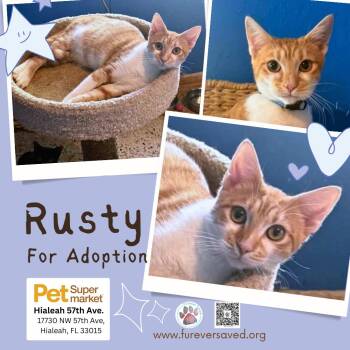 Rusty -  Domestic Short Hair Cat for Adoption in Miami, Florida - Rusty | PetCurious