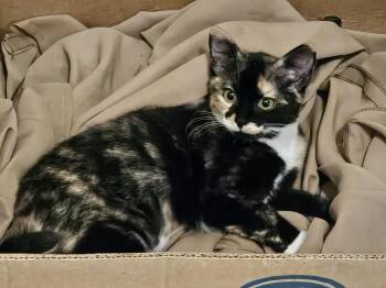 Madonna -  Domestic Short Hair Cat for Adoption in Belchertown, Massachusetts - Madonna | PetCurious
