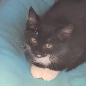 Thackery Binx -  Domestic Short Hair Cat for Adoption in Madisonville, Tennessee - Thackery Binx | PetCurious
