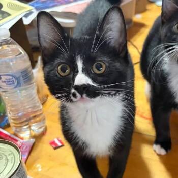 Stevie -  Domestic Short Hair Cat for Adoption in Otisfield, Maine - Stevie | PetCurious