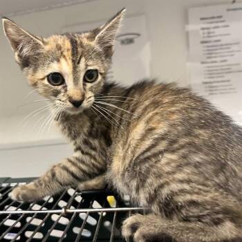 Rescue Domestic Short Hair Cats for Adoption in Rosenberg, Texas - OLIVIA | PetCurious