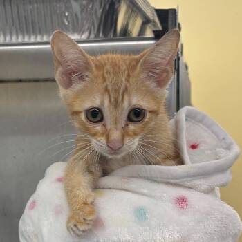 Marmalade -  Domestic Short Hair Cat for Adoption in West Palm Beach, Florida - Marmalade | PetCurious