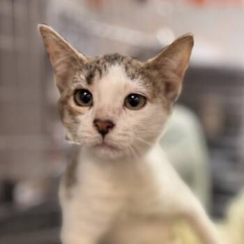 Anchovy -  Domestic Short Hair Cat for Adoption in Houston, Texas - Anchovy | PetCurious