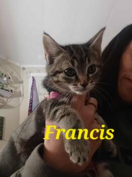 Rescue Tabby Cats for Adoption in Eugene, Oregon - Francis | PetCurious