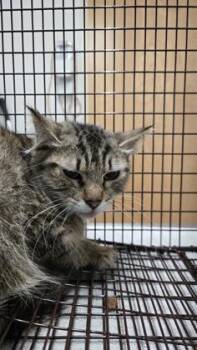 Domestic Medium Hair Cats Available for Adoption in Sacramento, California - Risotto | PetCurious