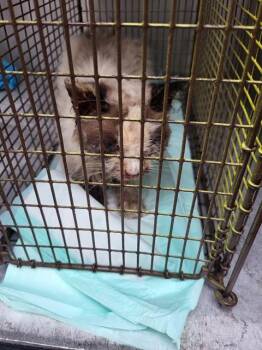 SNAKEY -  Domestic Short Hair Cat for Adoption in San Antonio, Texas - SNAKEY | PetCurious