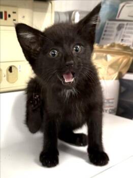 A229653 -  Domestic Short Hair Cat for Adoption in Woodland, California - A229653 | PetCurious