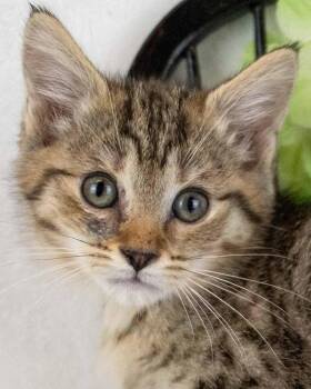 Scully -  Domestic Short Hair and Tabby Cat for Adoption in Kennesaw, Georgia - Scully | PetCurious