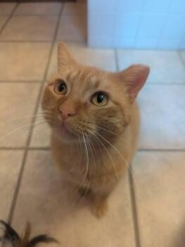 Domestic Short Hair Cats Available for Adoption - Marlin | PetCurious