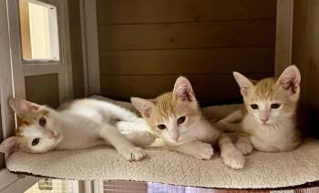 Michael ( JJ) -  Domestic Short Hair Cat for Adoption in Vallejo, California - Michael ( JJ) | PetCurious