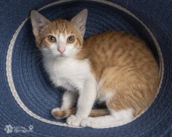 Elain -  Domestic Short Hair Cat for Adoption in Maryville, Tennessee - Elain | PetCurious