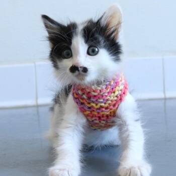 Chicken Wing -  Domestic Short Hair Cat for Adoption in Rifle, Colorado - Chicken Wing | PetCurious