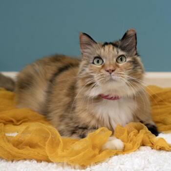 Domestic Medium Hair Cats Available for Adoption in Pekin, Illinois - Sammy | PetCurious