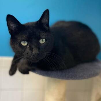 Domestic Short Hair Cats Available for Adoption - Hubie | PetCurious