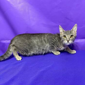 Hunter -  Domestic Short Hair Cat for Adoption in North Myrtle Beach, South Carolina - Hunter | PetCurious