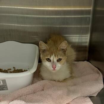 Prissy -  Domestic Medium Hair Cat for Adoption in Morganton, North Carolina - Prissy | PetCurious