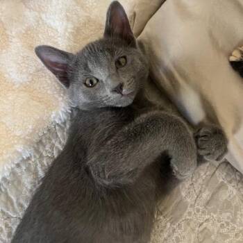 Mouse 54236 -  Domestic Short Hair Cat for Adoption in Las Vegas, Nevada - Mouse 54236 | PetCurious