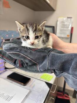 Primrose -  American Shorthair Cat for Adoption in Van Wert, Ohio - Primrose | PetCurious