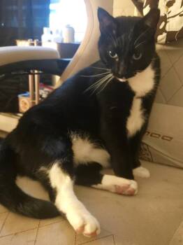 Morgana -  Domestic Short Hair Cat for Adoption in Oregon, Wisconsin - Morgana | PetCurious