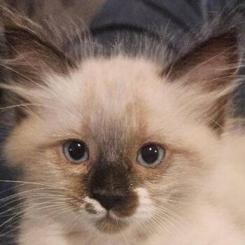 Astrid -  Domestic Medium Hair Cat for Adoption in Los Angeles, California - Astrid | PetCurious