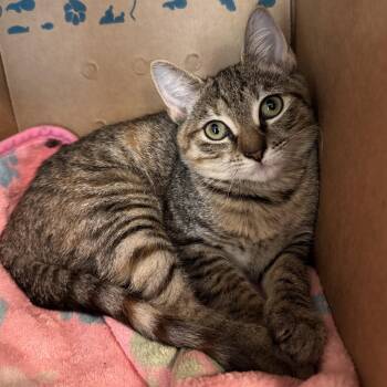 Maggie -  Domestic Short Hair Cat for Adoption in Eatontown, New Jersey - Maggie | PetCurious