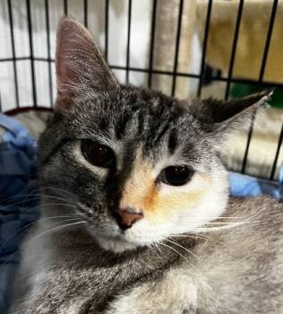 Rescue Siamese Cats for Adoption in South Bend, Indiana - Jenny | PetCurious