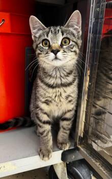 Shiloh -  Domestic Short Hair Cat for Adoption in Logan, Utah - Shiloh | PetCurious