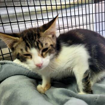 Alfred -  Domestic Short Hair Cat for Adoption in Belfair, Washington - Alfred | PetCurious
