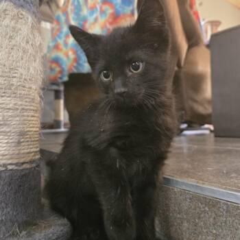Domestic Medium Hair Cats Available for Adoption in Sioux Falls, South Dakota - Black Jack | PetCurious