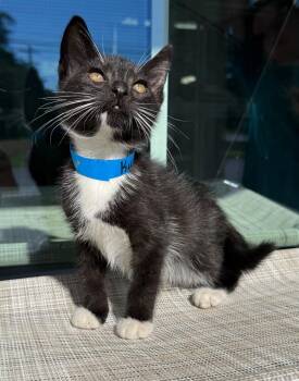 Kurt -  Domestic Short Hair Cat for Adoption in Kingsland, Georgia - Kurt | PetCurious