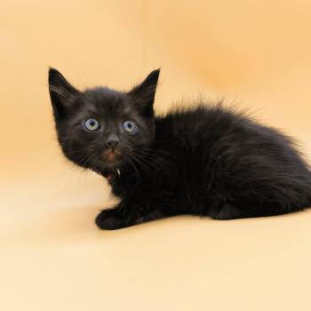 Domestic Short Hair Cats Available for Adoption in Springfield, Missouri - Scaramouche  | PetCurious