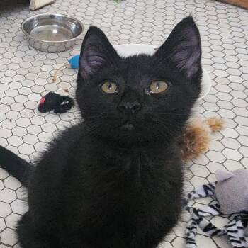 Leo -  Domestic Short Hair Cat for Adoption in Chicago, Illinois - Leo | PetCurious