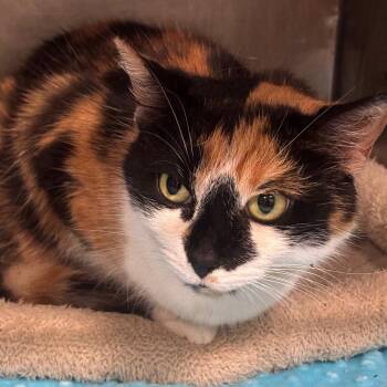 Odell 73C26 -  Domestic Short Hair Cat for Adoption in Napoleon, Ohio - Odell 73C26 | PetCurious