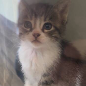 Rescue Domestic Short Hair Cats for Adoption in Henderson, Kentucky - Lilith | PetCurious