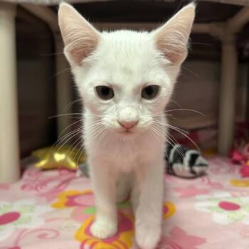Sven -  Domestic Short Hair Cat for Adoption in Keizer, Oregon - Sven | PetCurious