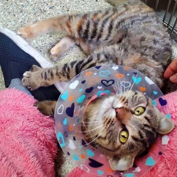 Rescue Domestic Short Hair Cats for Adoption in Detroit Lakes, Minnesota - Dolly | PetCurious