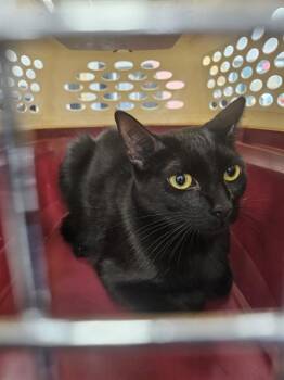 A137846 -  Domestic Short Hair Cat for Adoption in Palmetto, Florida - A137846 | PetCurious