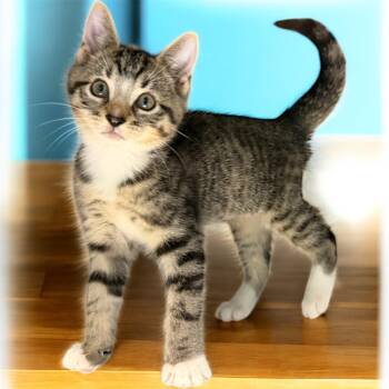 Rescue Domestic Short Hair Cats for Adoption in Cape Coral, Florida - Porter | PetCurious