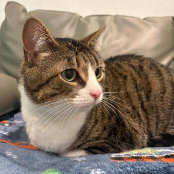 Domestic Short Hair Cats Available for Adoption - Truffle | PetCurious