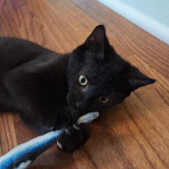 Grimm -  Domestic Medium Hair Cat for Adoption in Chattanooga, Tennessee - Grimm | PetCurious