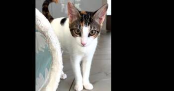 Athena -  Domestic Short Hair Cat for Adoption in Naranjito, Naranjito - Athena | PetCurious