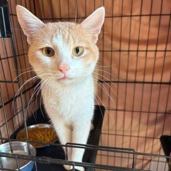 Sunkist -  Domestic Short Hair Cat for Adoption in New York, New York - Sunkist | PetCurious