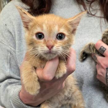 Rescue Domestic Short Hair Cats for Adoption in Troy, Virginia - Squirtle | PetCurious