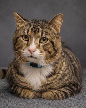 Bixby -  Domestic Short Hair Cat for Adoption in Fresno, California - Bixby | PetCurious