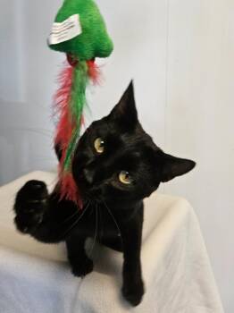 Domestic Short Hair Cats Available for Adoption in Barron, Wisconsin - Felix | PetCurious