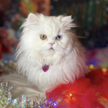 Miss Prissy -  Persian Cat for Adoption in Weatherford, Texas - Miss Prissy | PetCurious