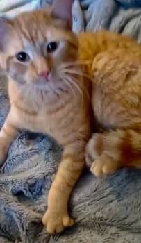 Rescue Tabby Cats for Adoption in Piedmont, Missouri - Hercules | PetCurious